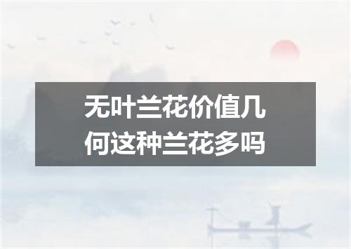 无叶兰花价值几何这种兰花多吗