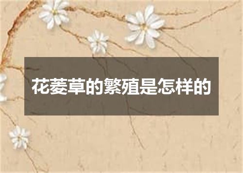 花菱草的繁殖是怎样的