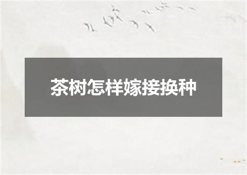 茶树怎样嫁接换种