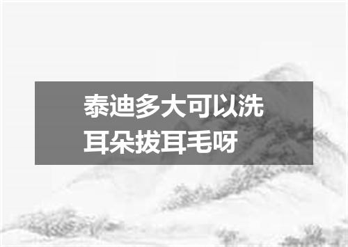 泰迪多大可以洗耳朵拔耳毛呀