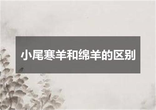 小尾寒羊和绵羊的区别