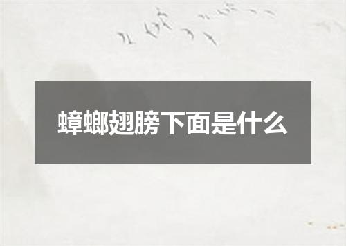 蟑螂翅膀下面是什么