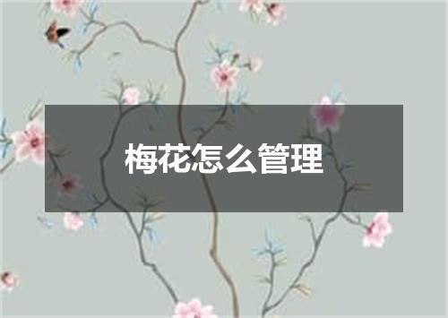 梅花怎么管理