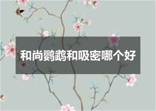 和尚鹦鹉和吸密哪个好