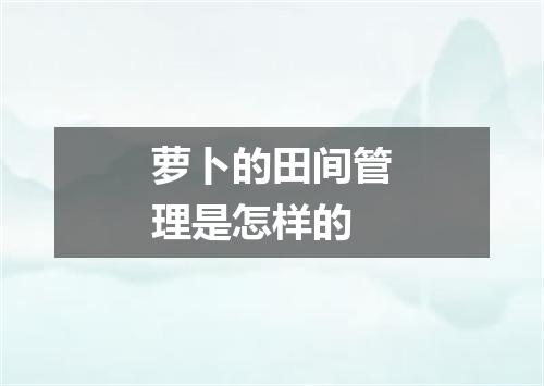 萝卜的田间管理是怎样的
