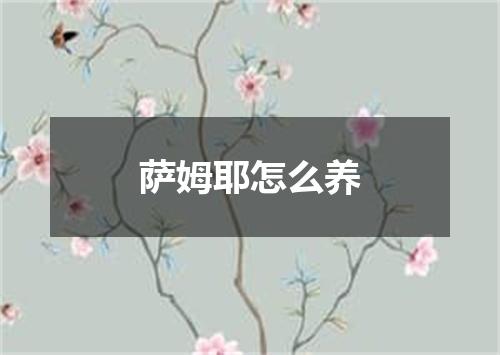 萨姆耶怎么养