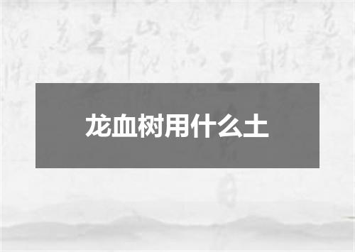 龙血树用什么土