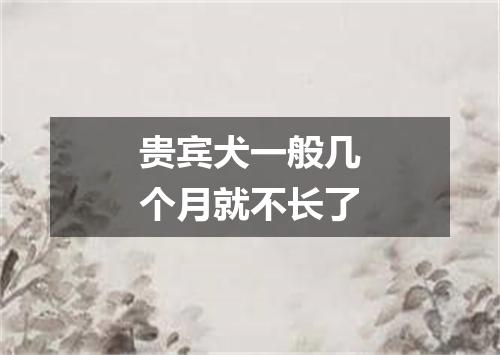 贵宾犬一般几个月就不长了