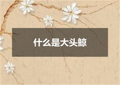 什么是大头鲸