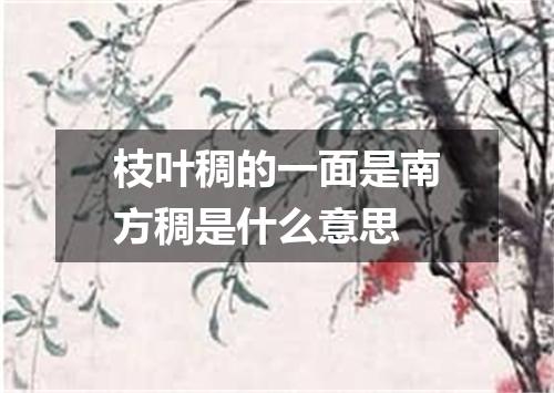 枝叶稠的一面是南方稠是什么意思
