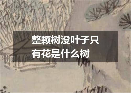 整颗树没叶子只有花是什么树