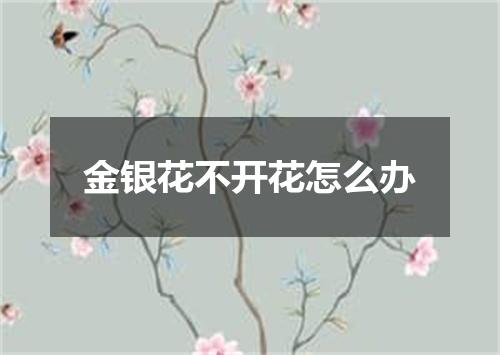 金银花不开花怎么办