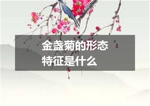 金盏菊的形态特征是什么