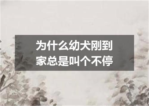 为什么幼犬刚到家总是叫个不停