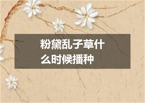 粉黛乱子草什么时候播种