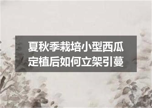 夏秋季栽培小型西瓜定植后如何立架引蔓