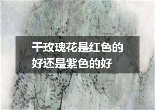 干玫瑰花是红色的好还是紫色的好