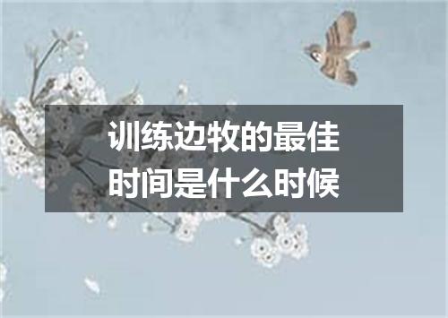 训练边牧的最佳时间是什么时候