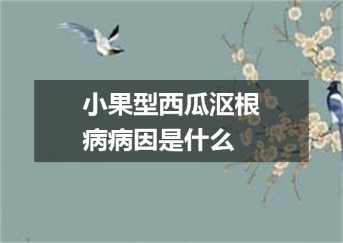 小果型西瓜沤根病病因是什么