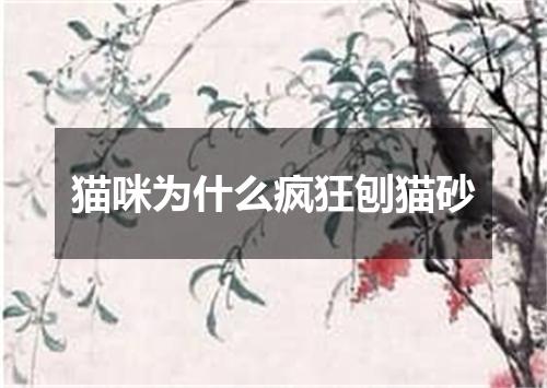 猫咪为什么疯狂刨猫砂