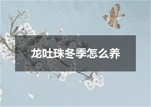 龙吐珠冬季怎么养