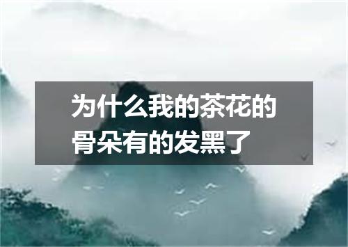 为什么我的茶花的骨朵有的发黑了