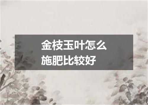 金枝玉叶怎么施肥比较好