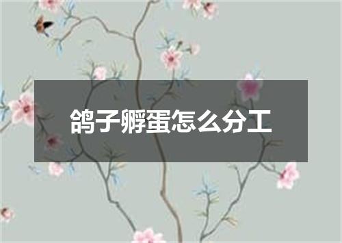 鸽子孵蛋怎么分工