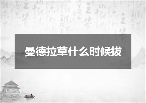 曼德拉草什么时候拔