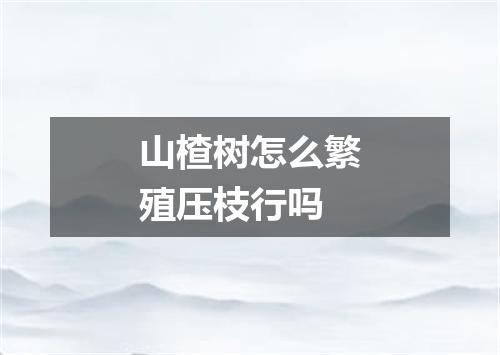 山楂树怎么繁殖压枝行吗