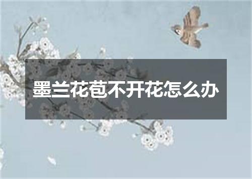 墨兰花苞不开花怎么办