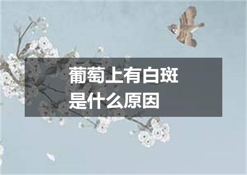 葡萄上有白斑是什么原因