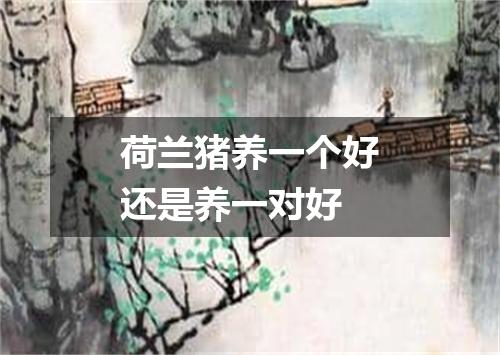 荷兰猪养一个好还是养一对好