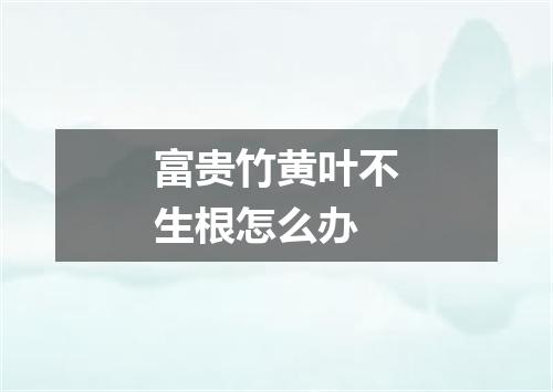 富贵竹黄叶不生根怎么办