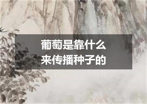 葡萄是靠什么来传播种子的