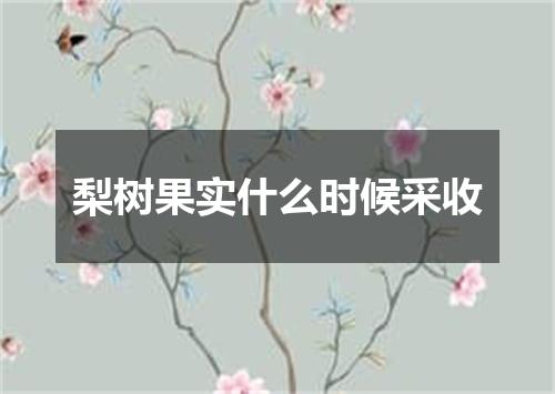 梨树果实什么时候采收