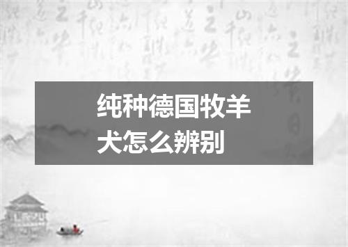 纯种德国牧羊犬怎么辨别