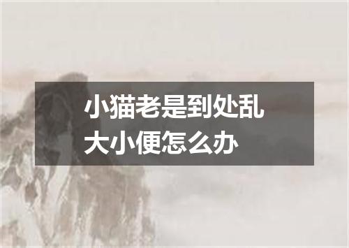 小猫老是到处乱大小便怎么办