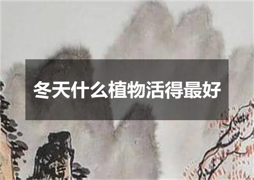 冬天什么植物活得最好