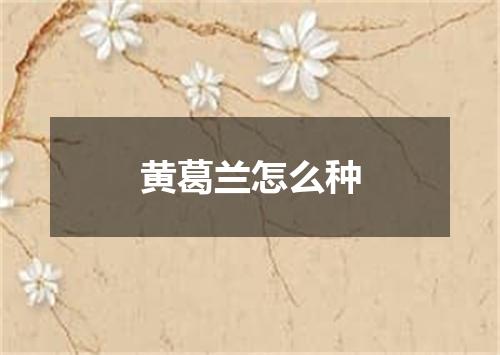 黄葛兰怎么种