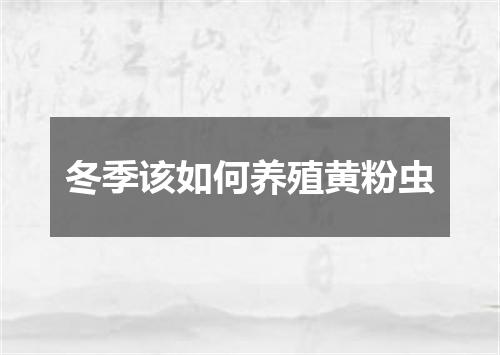 冬季该如何养殖黄粉虫