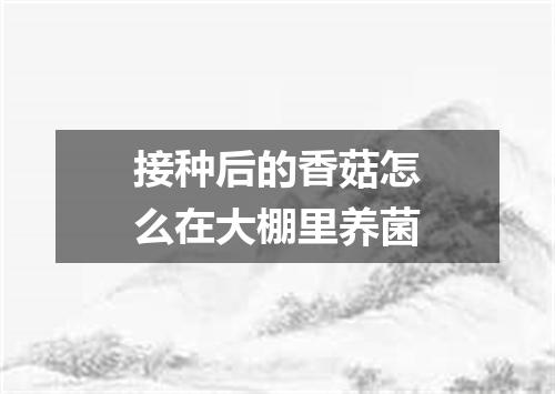 接种后的香菇怎么在大棚里养菌