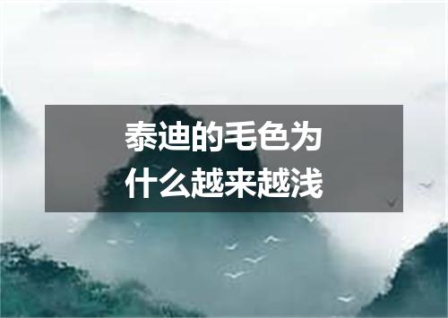 泰迪的毛色为什么越来越浅