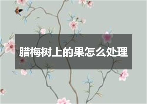 腊梅树上的果怎么处理