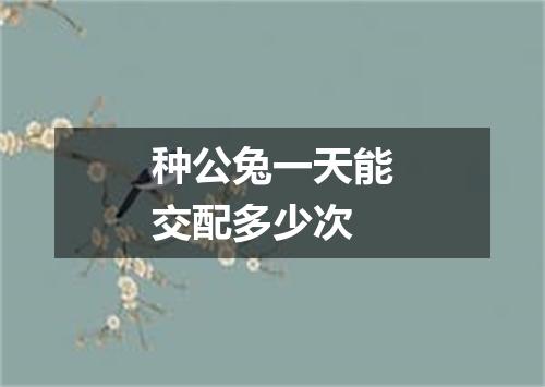 种公兔一天能交配多少次