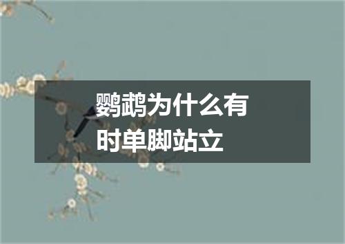 鹦鹉为什么有时单脚站立