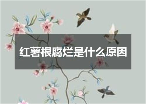 红薯根腐烂是什么原因