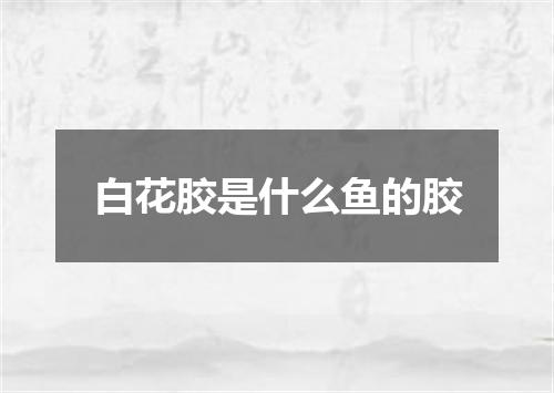 白花胶是什么鱼的胶