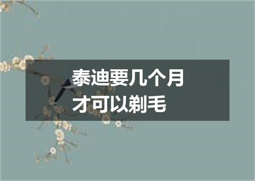 泰迪要几个月才可以剃毛