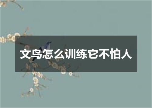 文鸟怎么训练它不怕人